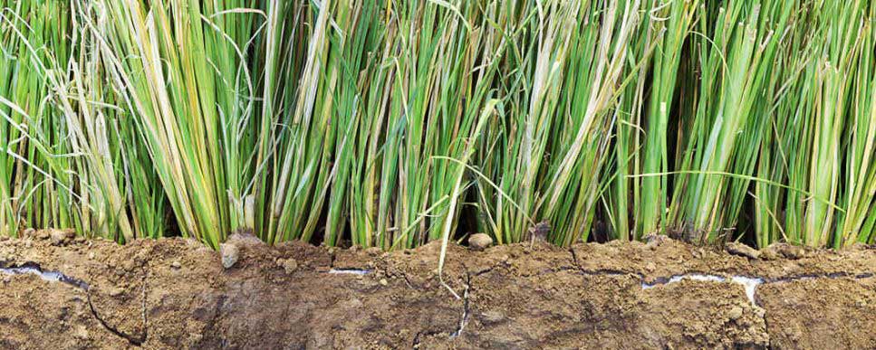 How Does Vegetation Prevent Erosion Spray Grass Australia